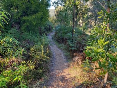 Yarra-Ranges-Trail-Survey