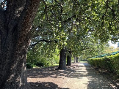 IMG_5659_Mark-Corea-scaled