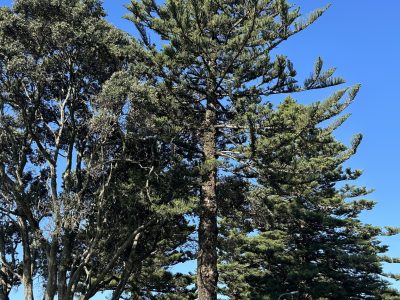 Whakatane2_Charlotte-Blakey-scaled